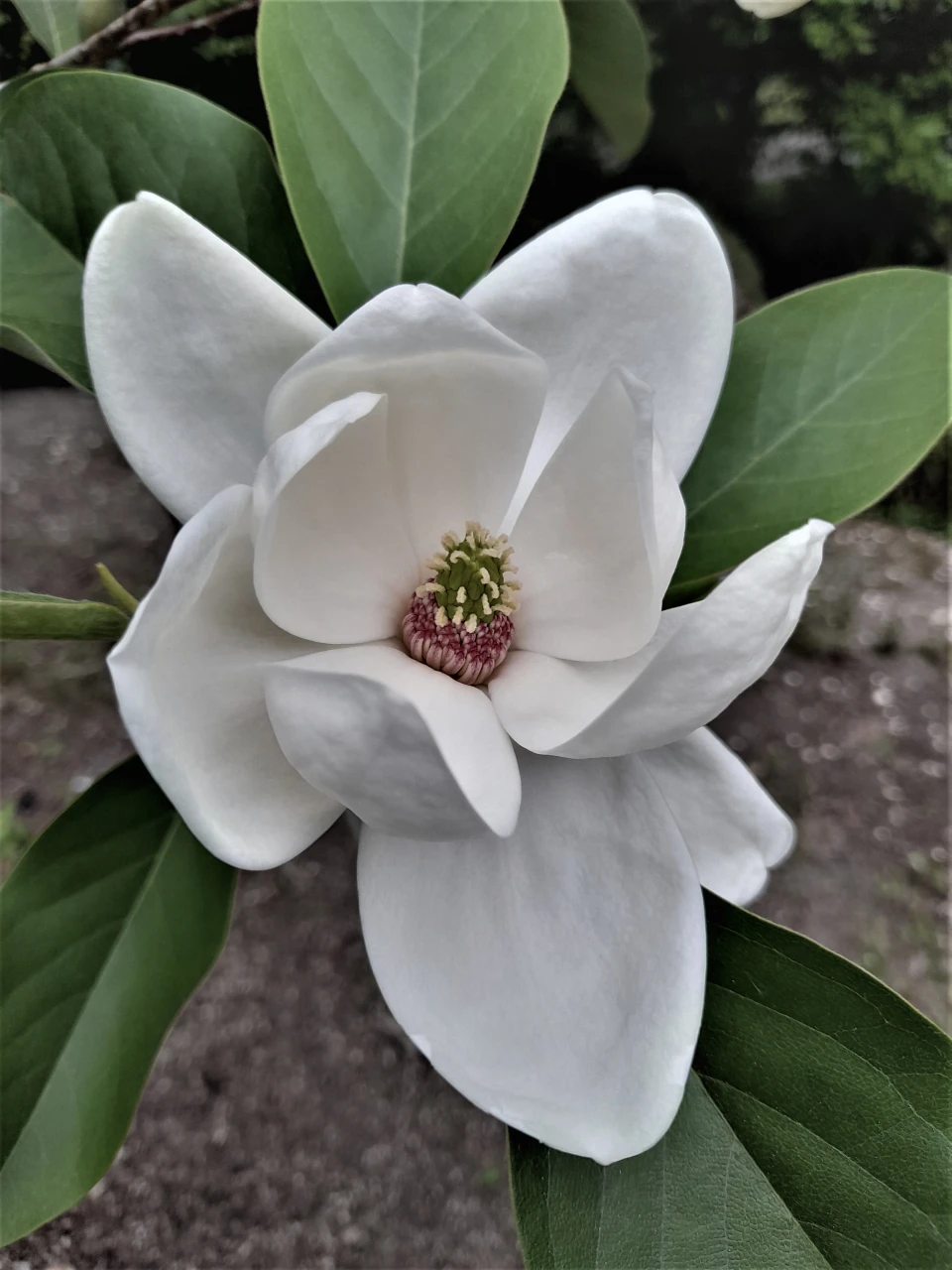 M. 'Porcelain Dove'